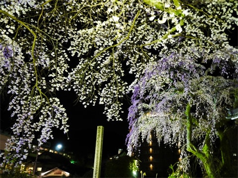 有馬温泉夜桜のライトアップ 4月14日