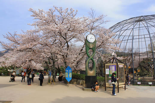 '10 桜報告-<b>京都市動物園</b>（4/6） - まるも日記