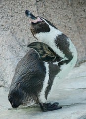 <b>千葉市動物公園</b> その１：羽づくろいに忙しいフンボルトペンギンの想い