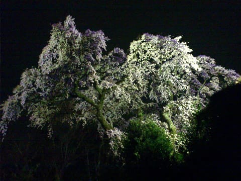 善福寺夜桜のライトアップ