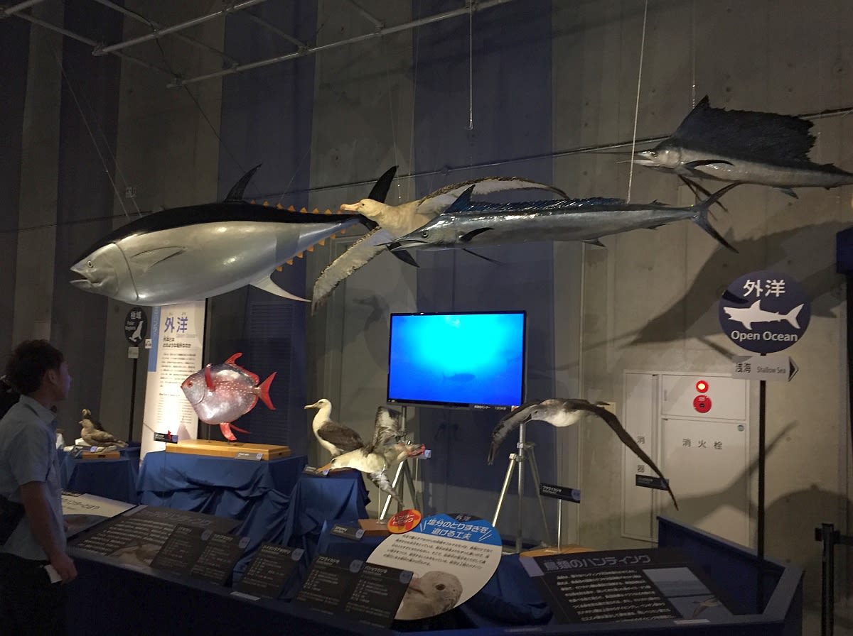 海のハンター展 at 国立科学博物館 in 上野 - パールライスのつれづれなるままに