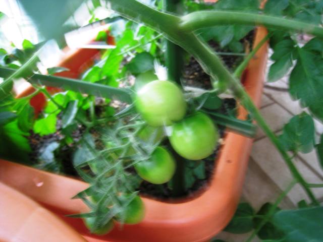 ミニミニ家庭菜園 ベランダでミニトマト栽培 これってやはり化石 私のライフスタイル