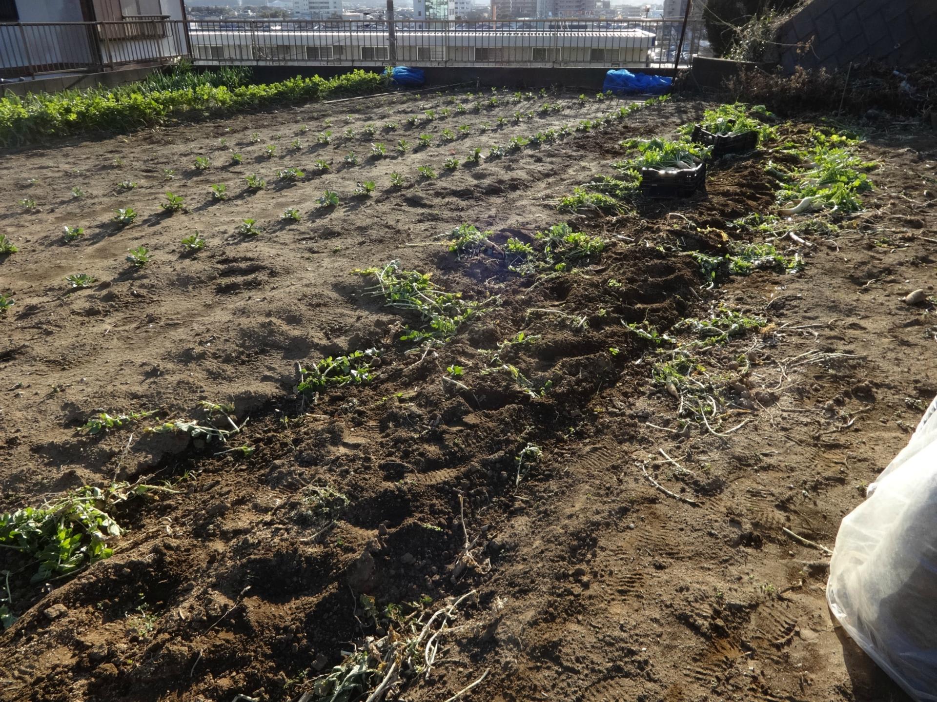 取れたて大根 Tips for harvesting multiple radishes in one hole in your