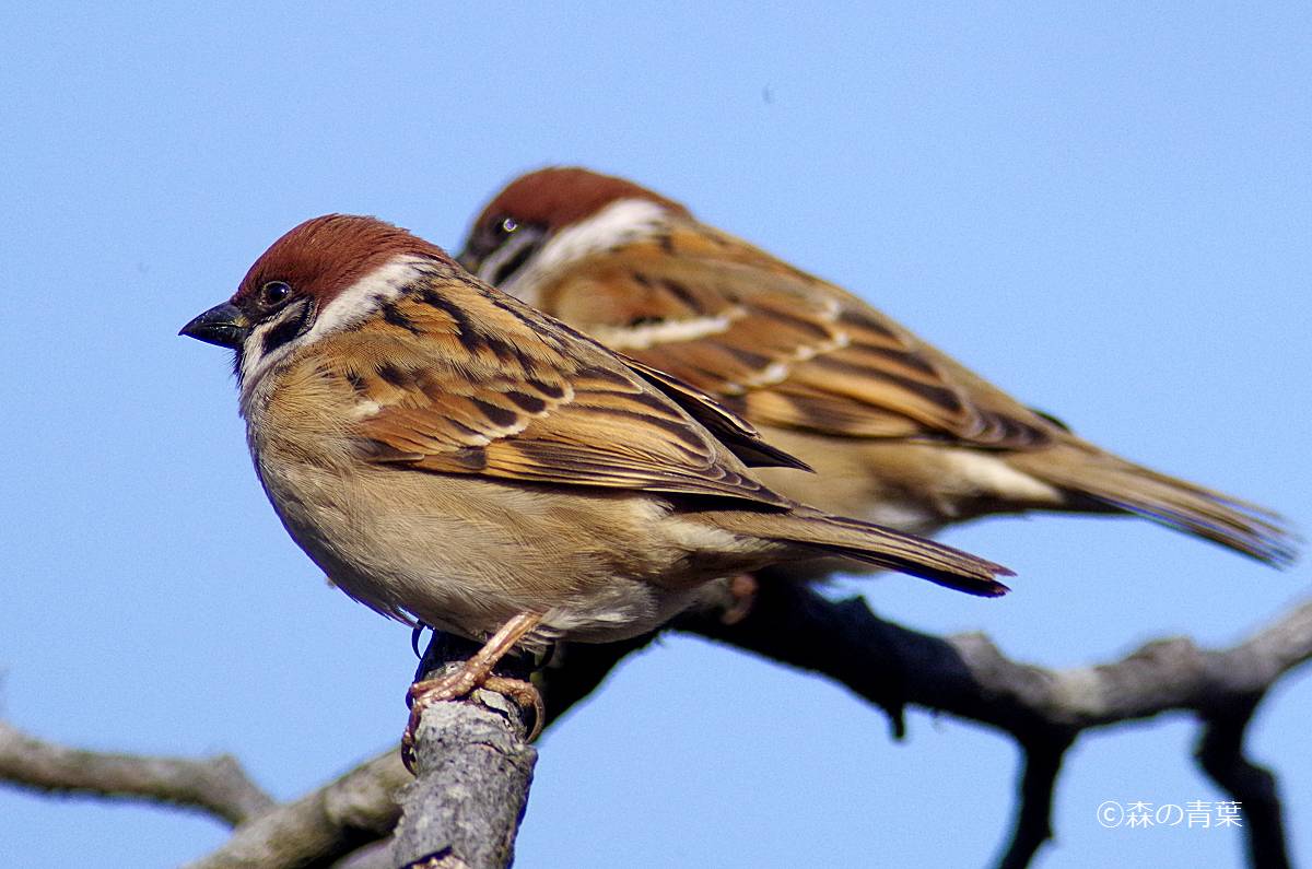 ツグミ スズメ 森の青葉 Borgで身近な野鳥撮影ブログ