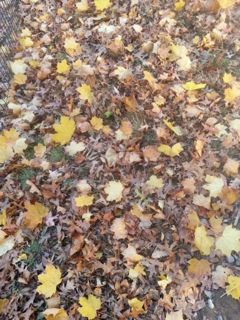 秋のセントラルパークでお散歩  