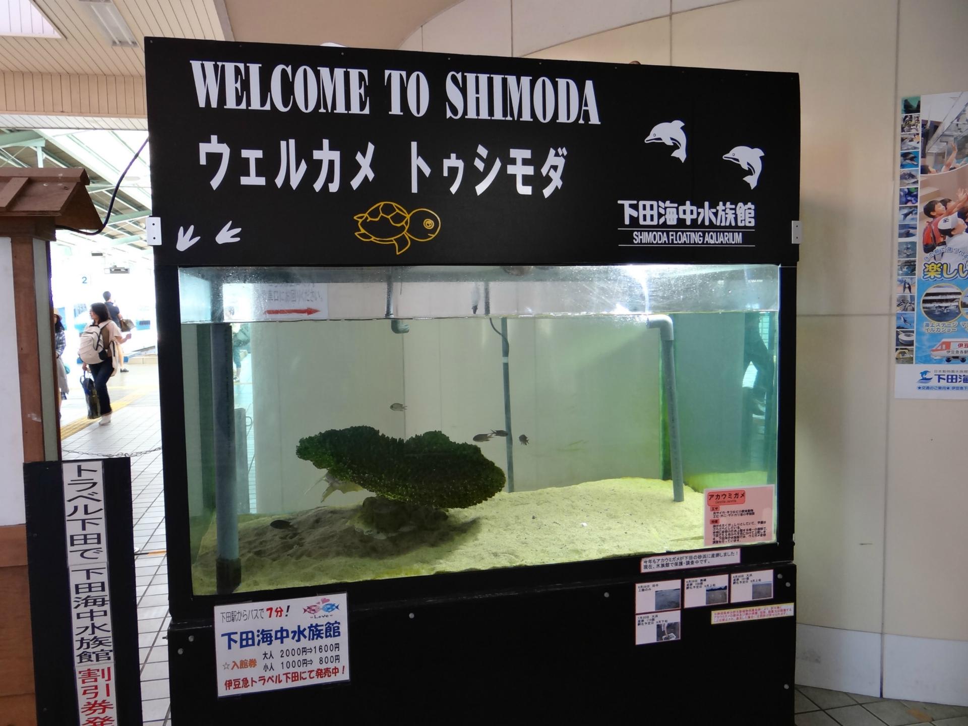 海中 水族館 下田 海を使った下田海中水族館！そこはたくさんの魅力が詰まった水族館。