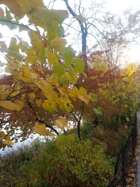 秋のセントラルパークでお散歩  