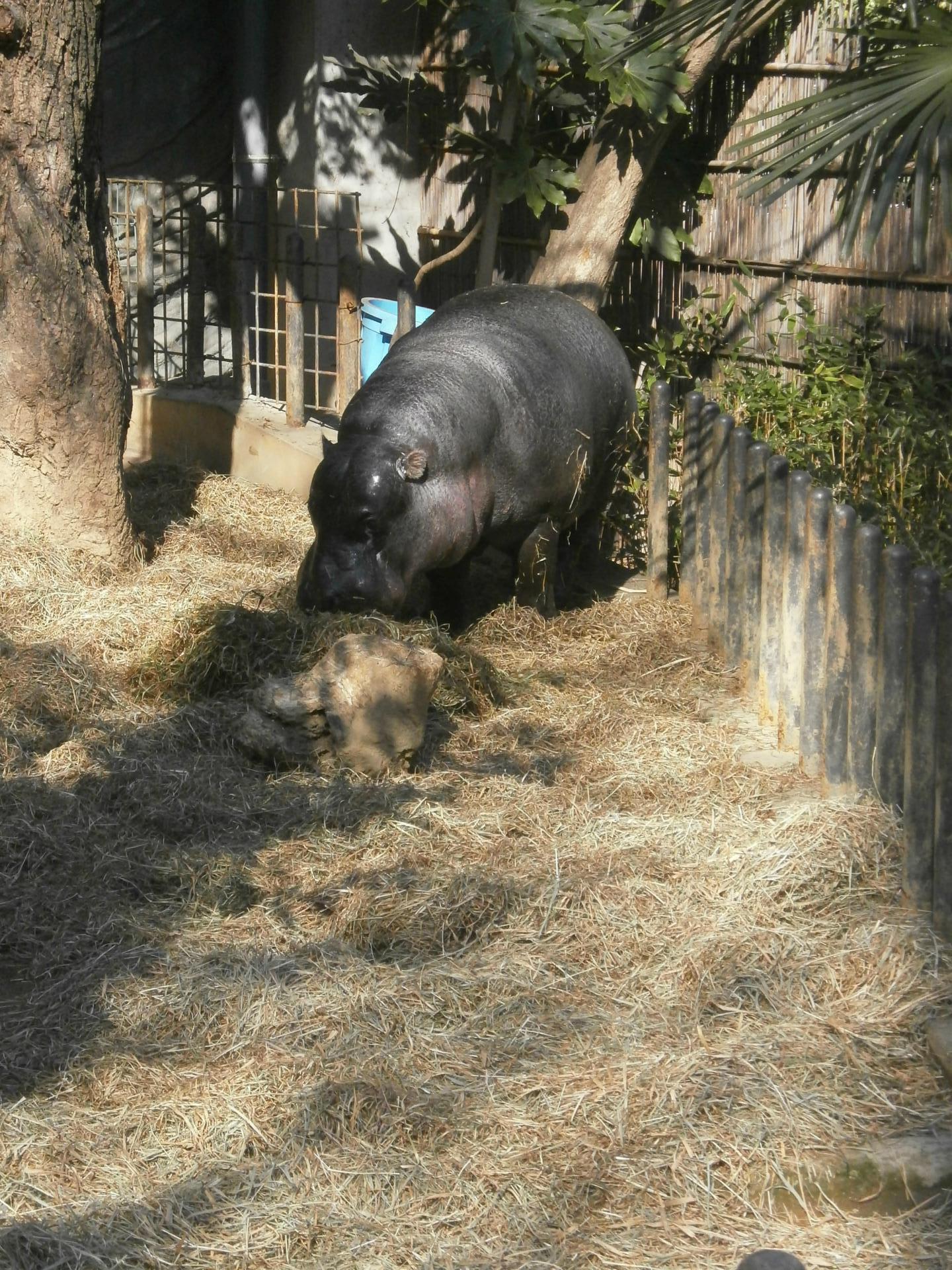 上野動物園のコビトカバ 昭平 ショウヘイ について 古事記 日本書紀 万葉集を読む