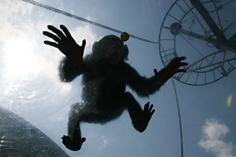 旭山動物園の<b>チンパンジー</b>