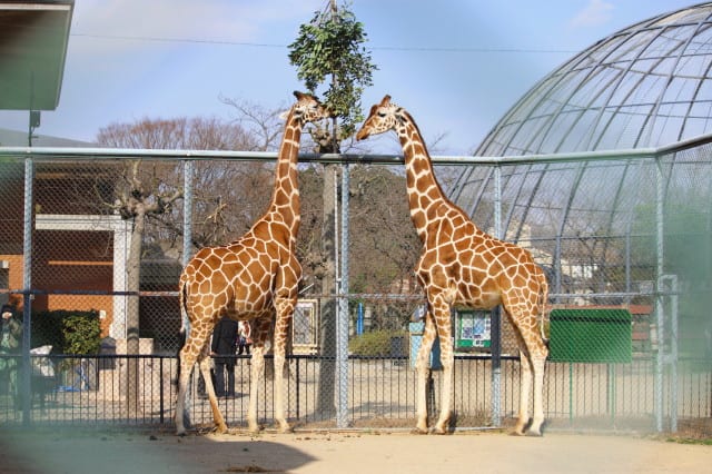 リニューアル中の<b>京都市動物園</b>を訪ねる。 - まるも日記