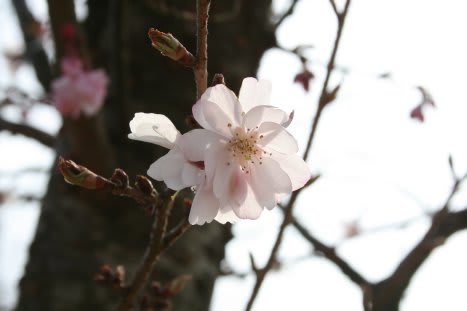 「<b>広島市</b>森林<b>公園</b>」の桜 - カネッシーの「道路を見ていればご飯何杯 <b>...</b>