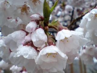 『荘川桜』は、今週後半から見頃を迎えます。本日２分〜３分咲き！