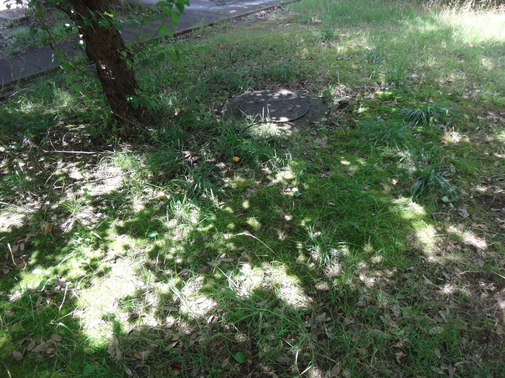 2018/06/13うめ うめ