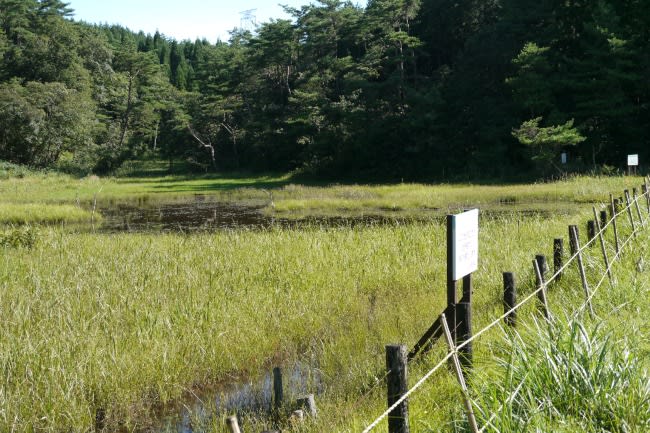 ９．こちらは道を隔てた湿原ですが、木道はありません