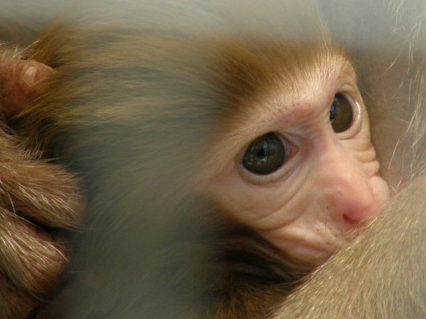 アカゲザル赤ちゃん <b>京都市動物園</b> - 気ままなＺＯＯ