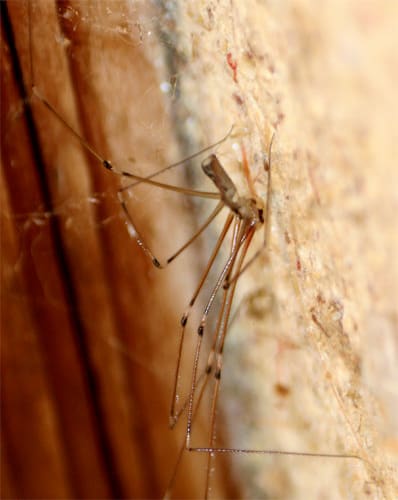 ユウレイグモ イエ 【第49話】足の長い蜘蛛がイエユウレイグモなら益虫だから優しく見逃してあげて