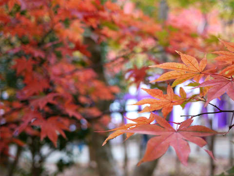 有馬温泉瑞宝寺公園の紅葉