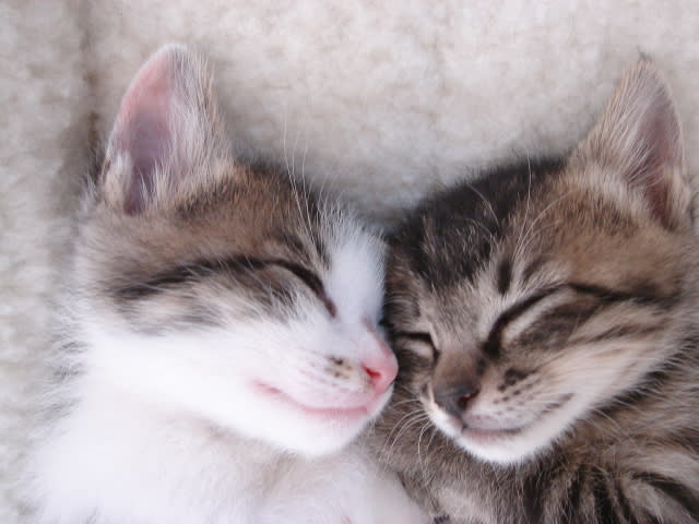 「猫　ほっこり 寝顔　無料」の画像検索結果