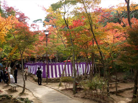 有馬大茶会 瑞宝寺公園野点席