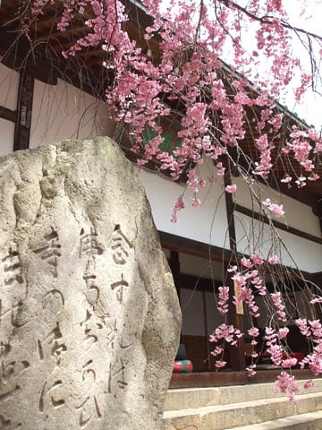 念仏寺の桜