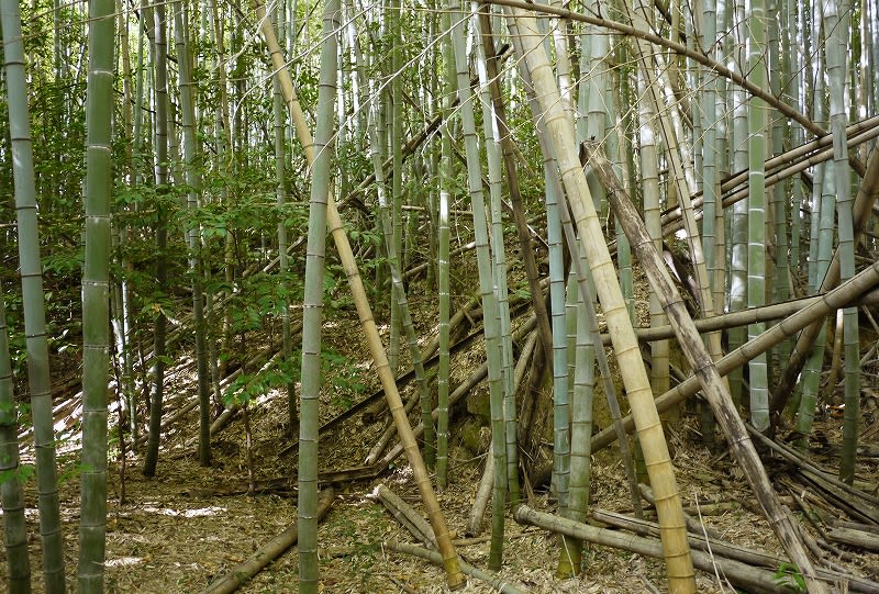 佐紀猫塚古墳荒れている