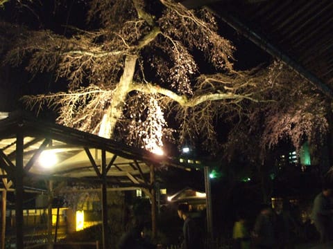善福寺の夜桜ライトアップ