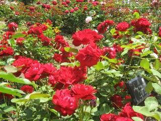 ～ばらを愛でに 花フェスタ記念公園～ - <b>長良川温泉</b> ホテルパーク