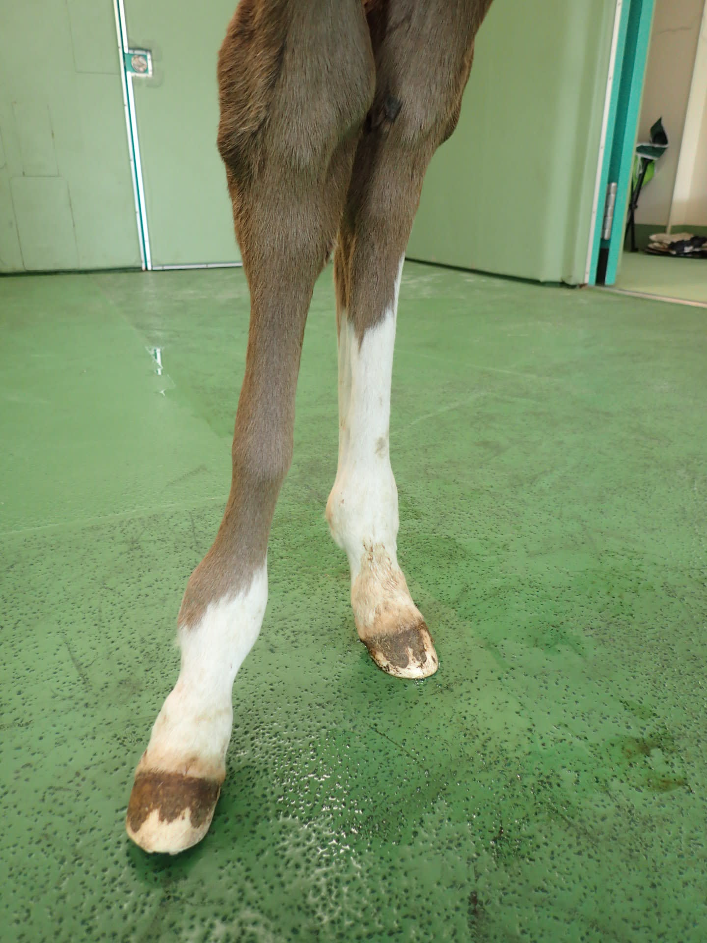 馬の骨 馬の骨 「馬の骨」 - メルカリ