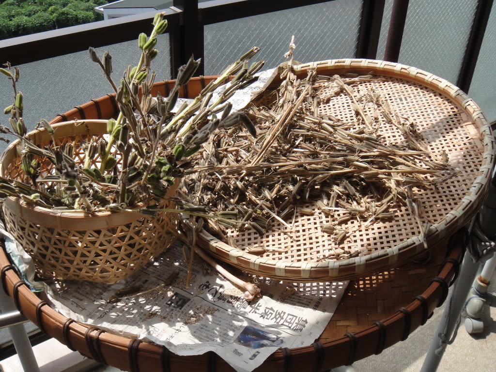 2014/09/06ゴマ乾燥 post_harvest_handling_of_sesame_seed