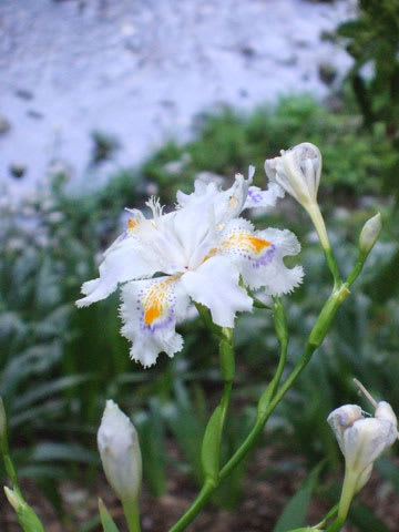 六甲山・有馬温泉の花（春） その2