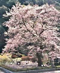 鵜飼桜と【花見＆<b>長良川温泉</b>プラン】 - <b>長良川温泉</b> ホテルパーク