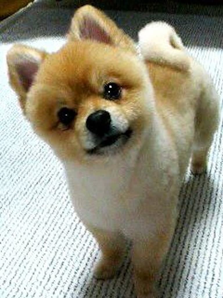 画像 【まるでぬいぐるみ!?】柴犬カットのポメラニアンが可愛すぎる!!!!画像25枚 NAVER まとめ