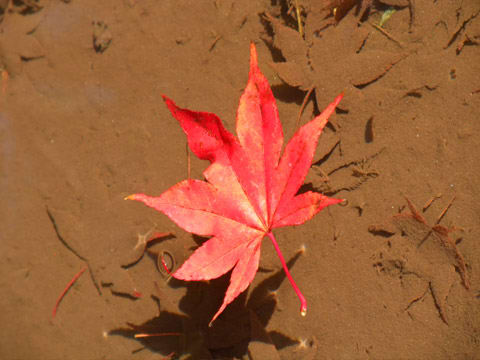 有馬温泉の紅葉