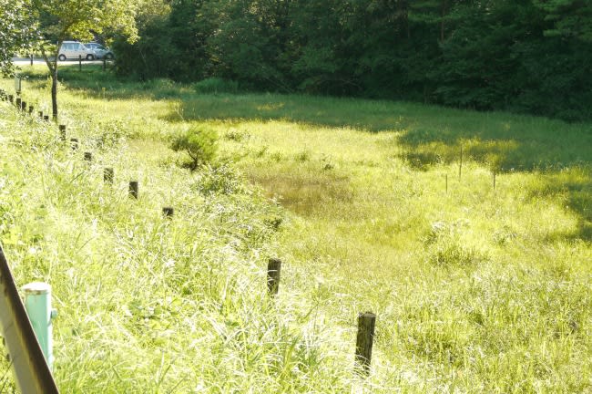 １１．手前の湿原ですが、木道はありません