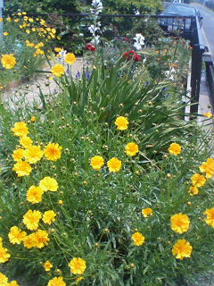 鮮やかな黄色の花
