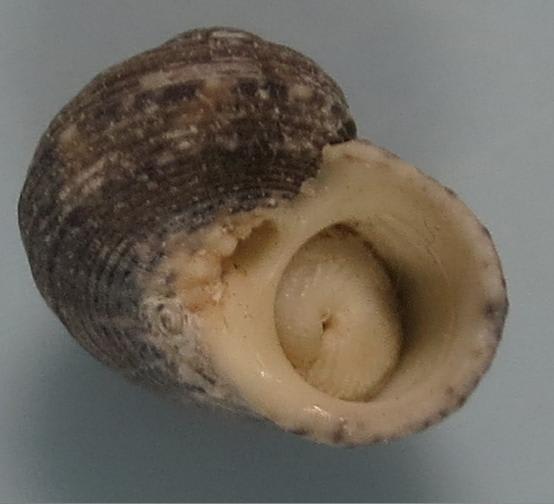 サンショウスガイ オゴクダの貝