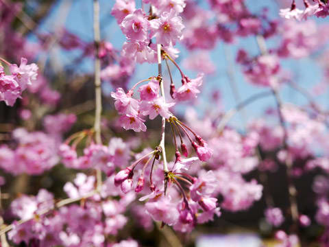 龍泉閣の枝垂桜