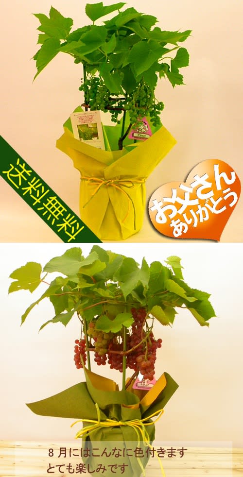 父の日ギフトに大好評!小さな果樹園 ぶどうの鉢植え(デラウェア)