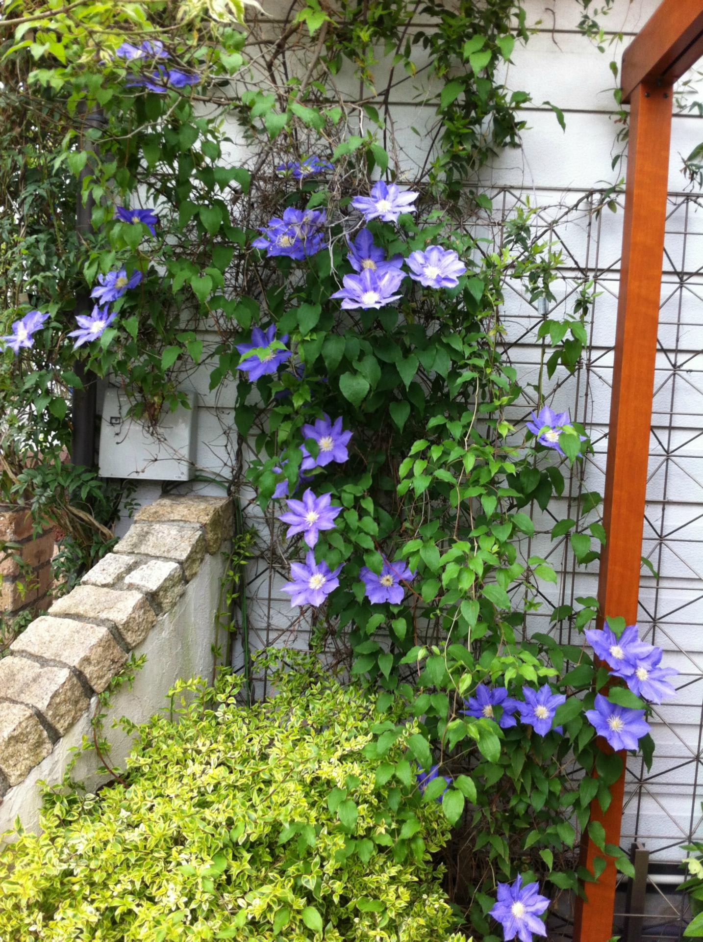 花乱れる午後 神奈川県 平塚 木村植物園にて 渡辺浩之のブログ 魂のストラテジー