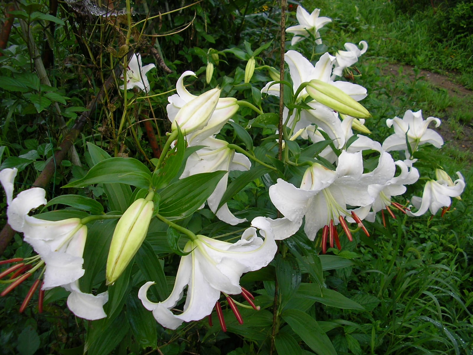百合のカサブランカという花の色は白のみ １３輪咲く てらまち ねっと