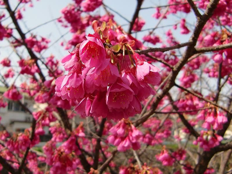 寒紅梅 寒緋桜 ユキノシタ科二種 花を愛でる