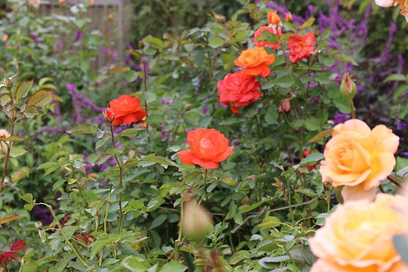 横浜イングリッシュガーデン2 薔薇と草花の日記