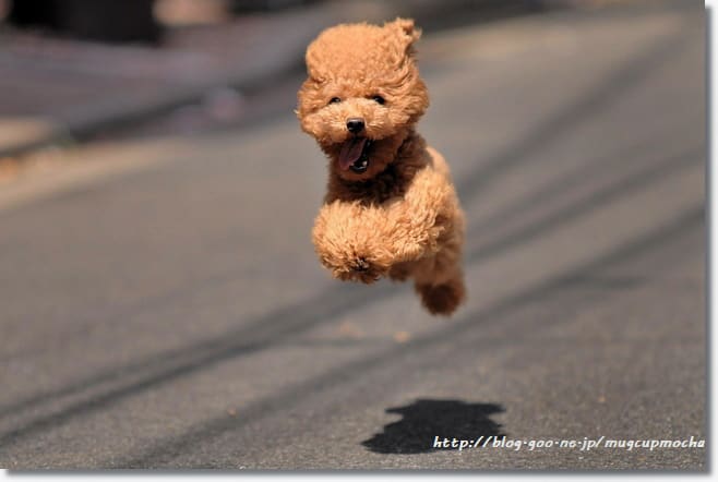 画像 空飛ぶシリーズ ねこ 犬110枚 見れば元気が出る 可愛い動物おもしろ画像 Naver まとめ