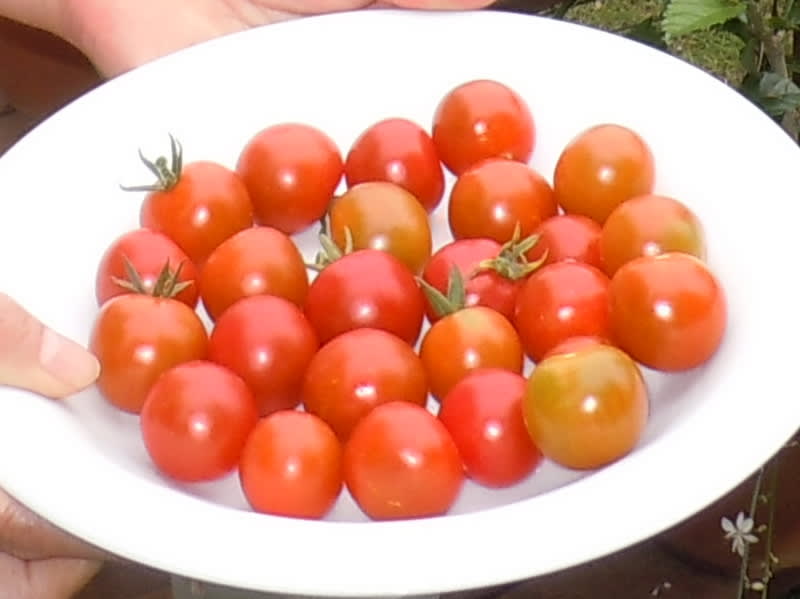 6月24日　ミニトマト収穫