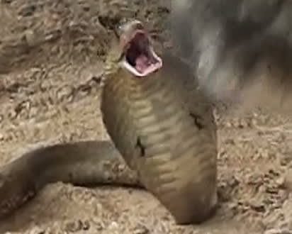 口を開けているコブラ