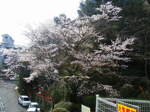 春を感じに桜山公園へ - NEW!! まちなか『がばい』日記