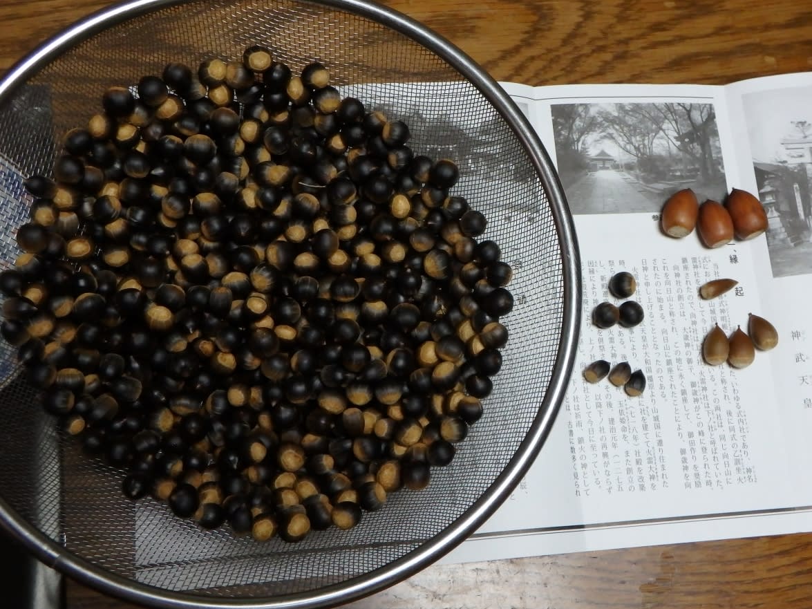 ３種類の椎の実を採って食べ比べた - 飾らない 素直な 自分らしい毎日