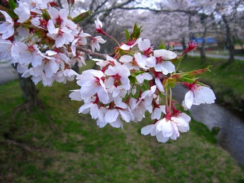 <b>鳴子温泉郷</b> 川渡温泉の桜 - づれづれ草