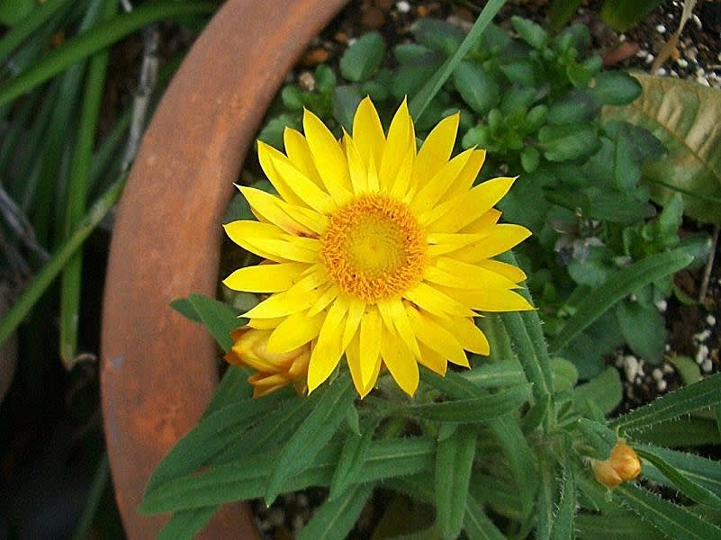 今、「ヘリクリサム」三種 - 花を愛でる