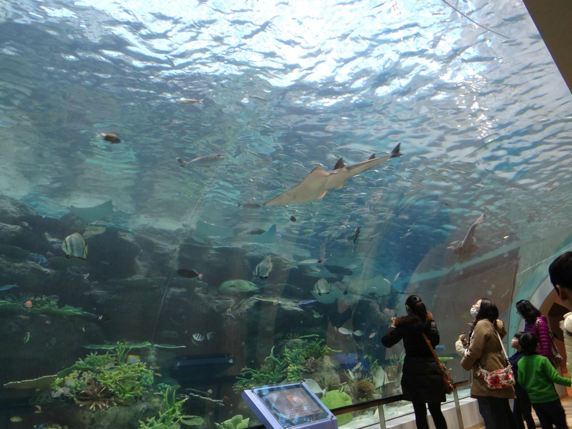 名古屋港水族館 中編 赤道の海 サンゴ礁大水槽オープン 水族館とか動物園を巡って